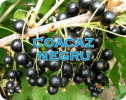 Coacaz negru Tihope