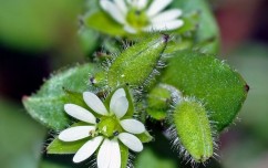 Stellaria media L., racoină