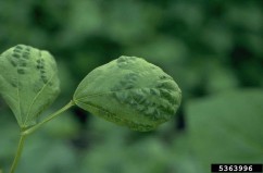  Mozaicul comun al fasolei - Bean common mosaic virus