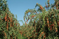 Plante goji pentru infiintare de plantat