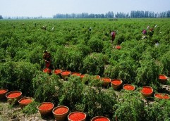 Plante goji pentru infiintare de plantat