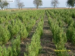 Plante ornamentale - arbori si arbusti