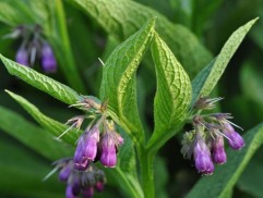 Symphytum officinale L.,  tătăneasă