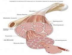 Structura tesuturilor