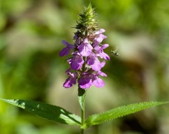 Stachys palustris L., bălbisă