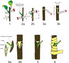 Altoirea pomilor I