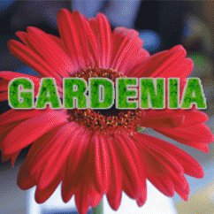 Gardenia 2013 (18-21 aprilie) Arad