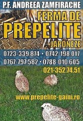  Pui de prepelita,carne si oua de prepel