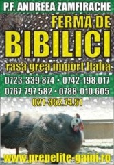 Bibilici rasa grea si carne de bibilica