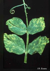  Mozaicul galben al fasolei - Bean yellow mosaic virus