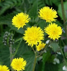 Sonchus oleraceus L., susai moale