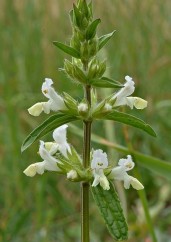 Stachys annua L., cisteț