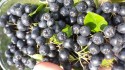 Aronia